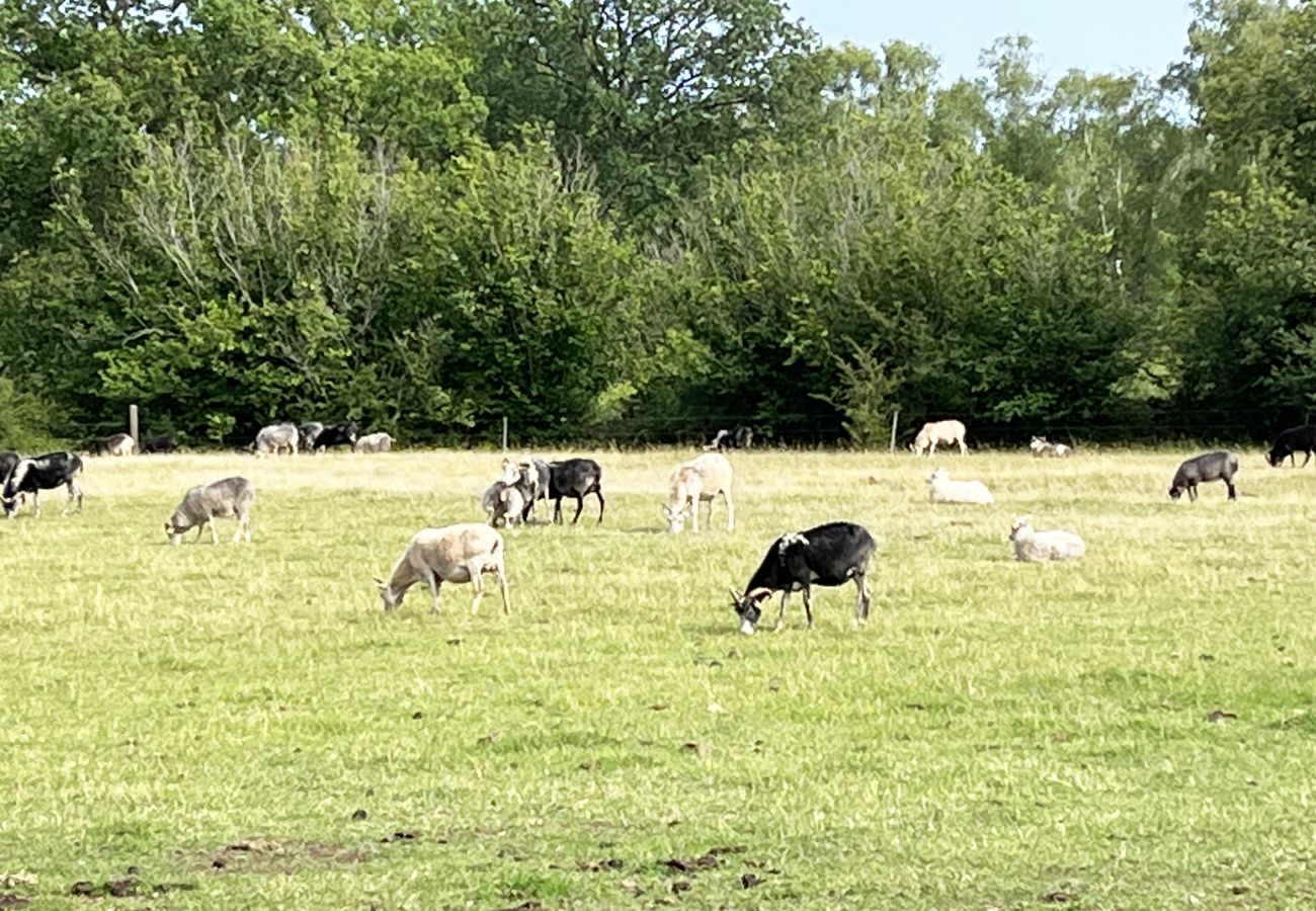 House in Borgholm - Nice cottage on Öland with grazing sheep in the surroundings I SE04033