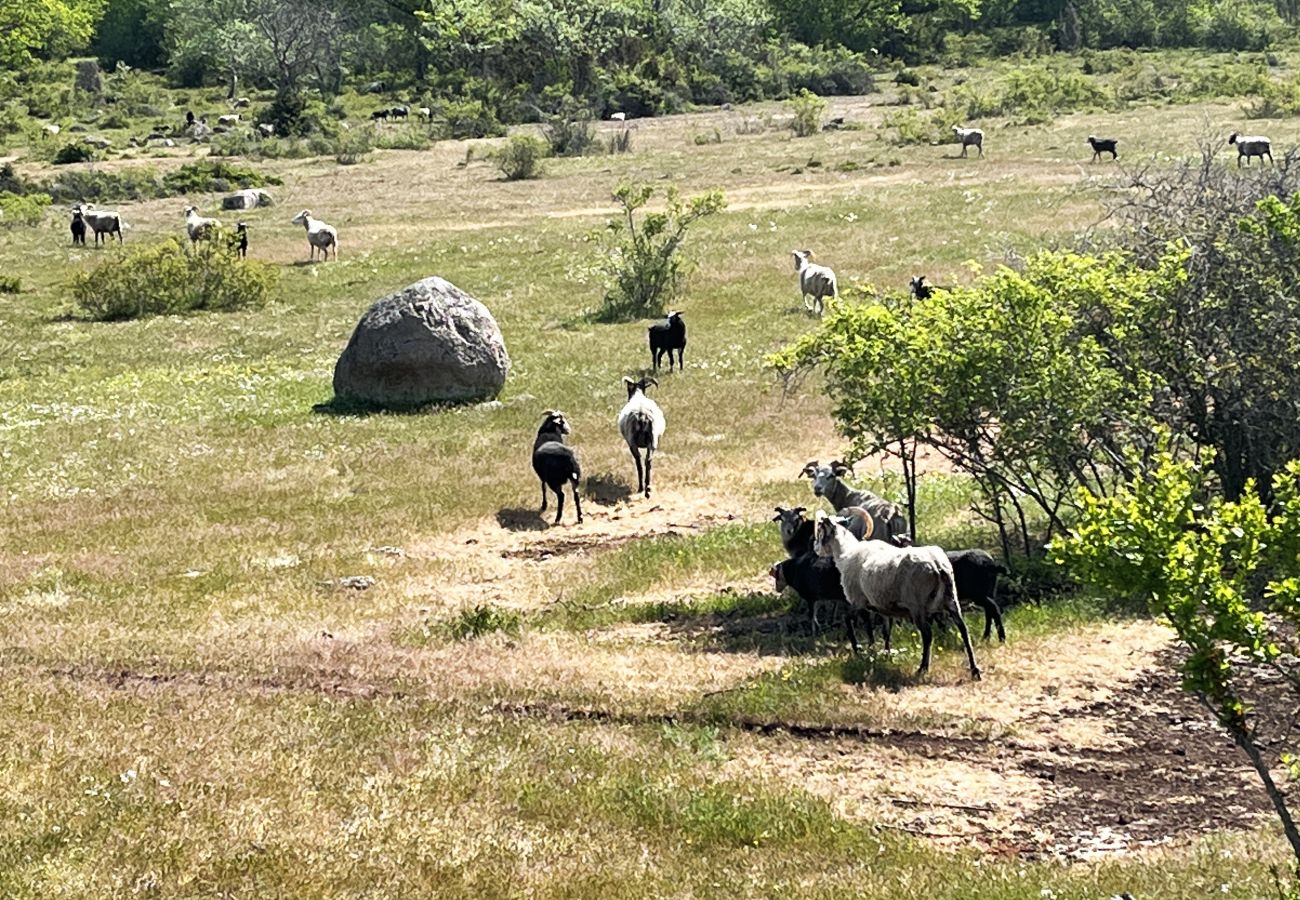 House in Borgholm - Nice cottage on Öland with grazing sheep in the surroundings I SE04033