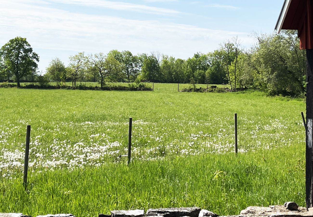 House in Borgholm - Nice cottage on Öland with grazing sheep in the surroundings I SE04033